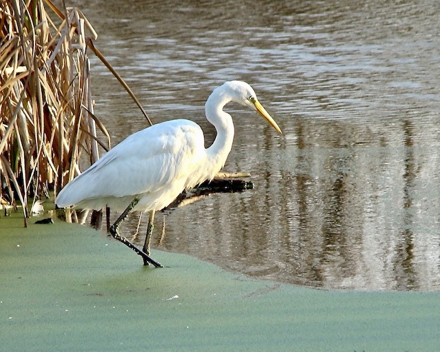 great white egret